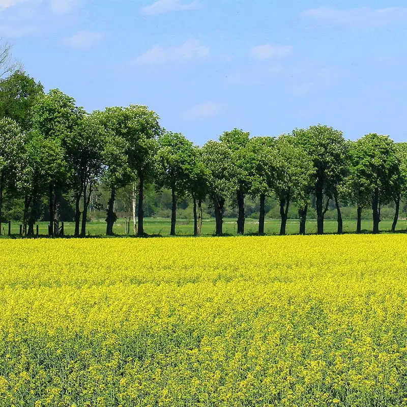 agricultural