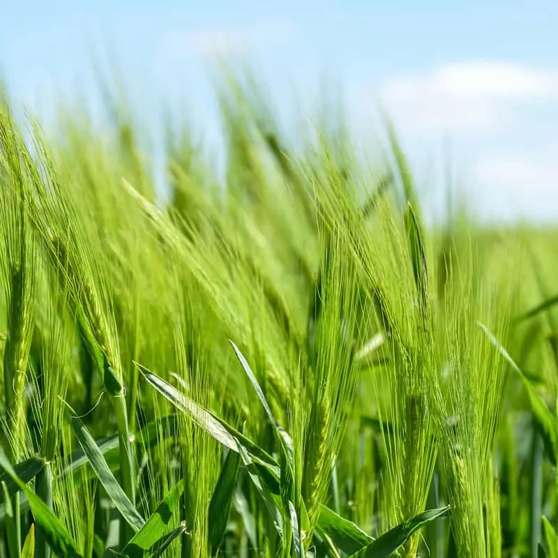 agricultural
